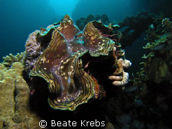 Tridagna gigas in a lovely canyon of the red sea , taken ... by Beate Krebs 